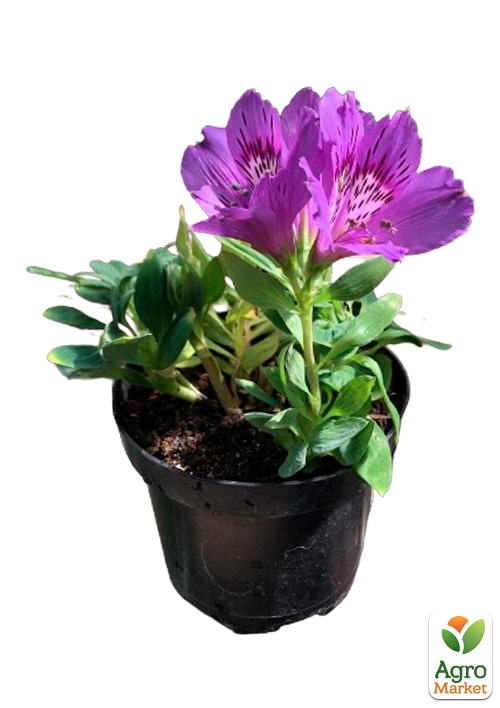 Альстромерия inticancha Patio "Indigo" (выращено in-vitro) С1,5 - фото 6