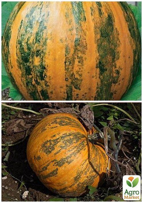 На вагу Гарбуз "Український багатоплідний" ТМ "Весна" ціна за 10г - фото 4