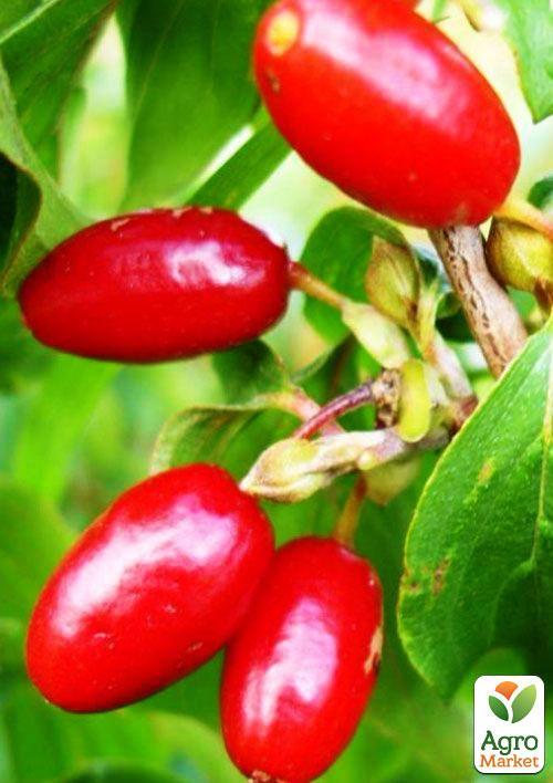 Кизил "Владимирский" (средний срок созревания, крупноплодный сорт) - фото 4