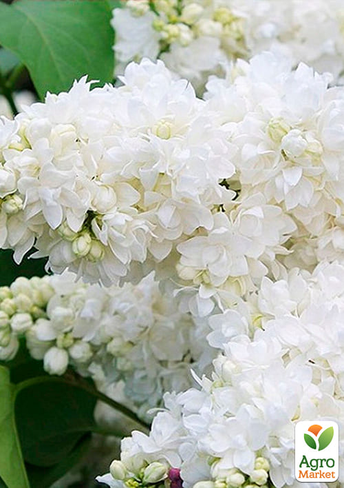 Бузок "Аліса Хардінг" (Alice Harding) - фото 2