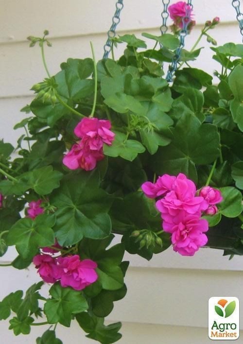 Пеларгония ампельная "Ivy Magenta" (контейнер № 10, высота 10-20 см) - фото 3