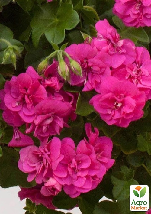 Пеларгония ампельная "Amy" (контейнер № 10, высота 10-20 см)