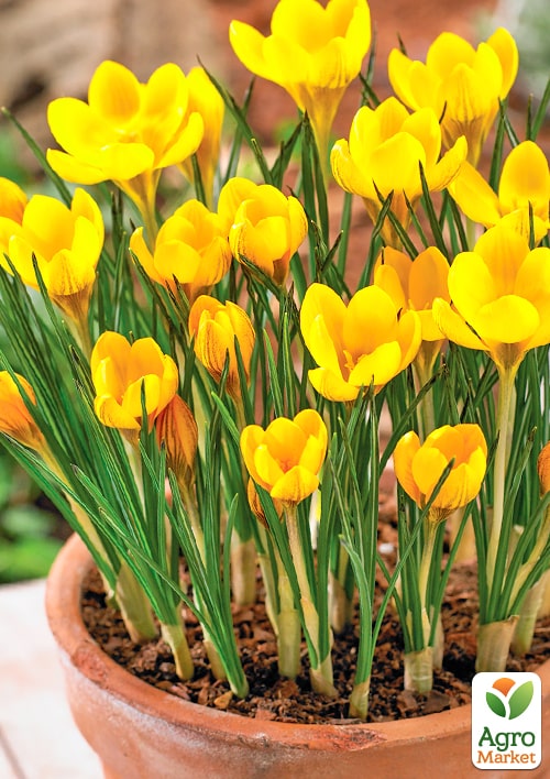 Крокус крупноцветковый "Golden Yellow" укорененный - фото 7