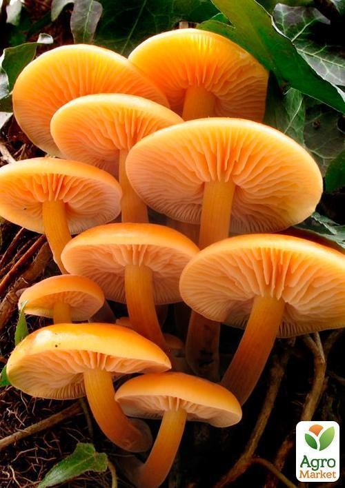 Мицелий на дубовых брусочках "Опенок зимний" 10шт