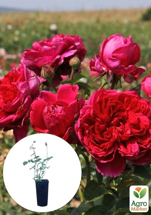 Роза в контейнере английская "Soul" (саженец класса АА+)