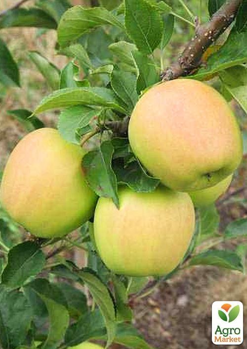 Яблоня полукарликовая "Амбаси"