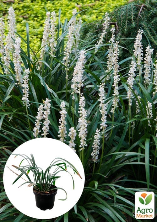 Лириопе "Monroe White" вазон С2, высота 20-40см