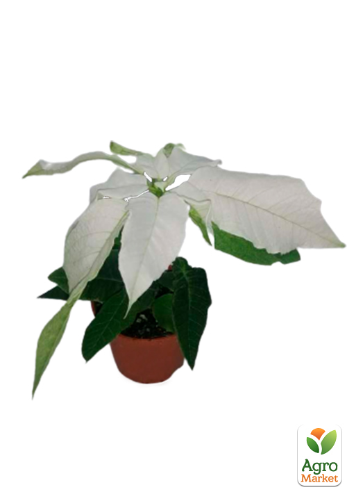 Пуансеттия "Alaska White" (Рождественская Звезда) - фото 6