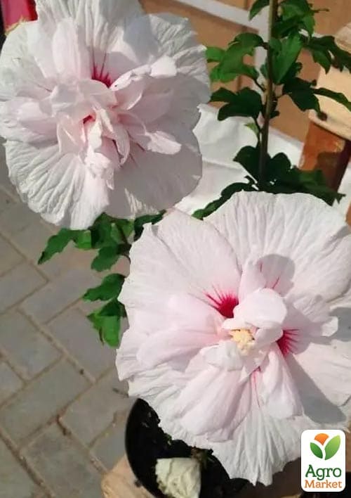 Гибискус сирийский "China Chiffon" С2, высота 20-40 см - фото 5