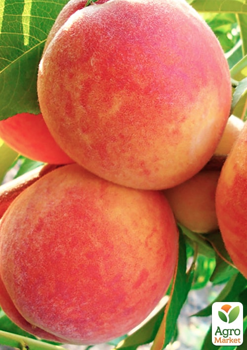 Персик "Лесостепной" (летний сорт, среднего срока созревания) - фото 4