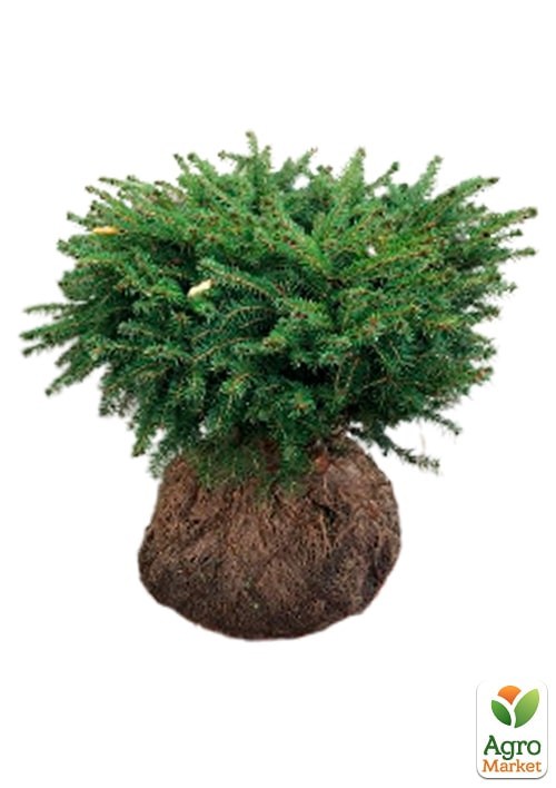 Ель сербская "Karel" (ком/сетка) диаметр 35-40см - фото 3