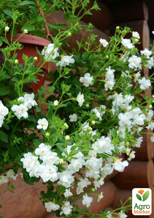 Бакопа Махровая Ампельная "Baristo Double White"