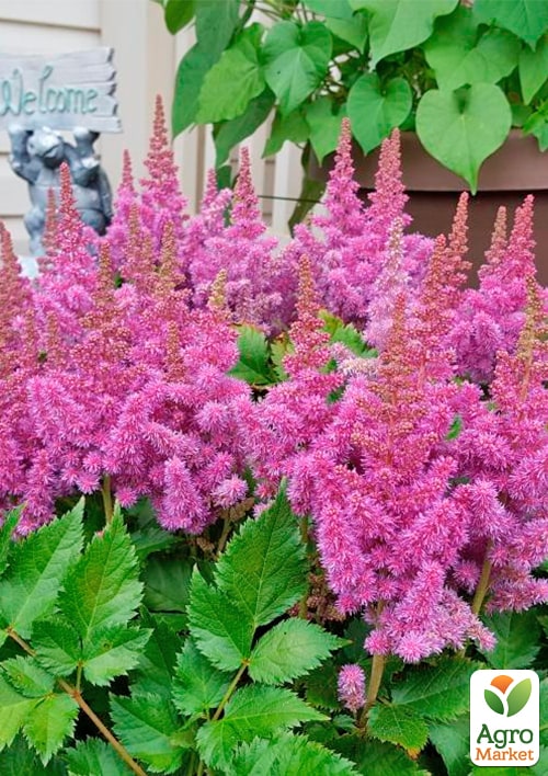 Астильба "Pumila"  - фото 3