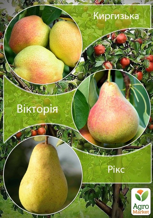 Дерево-сад Груша "Киргизька+Вікторія+Рікс"