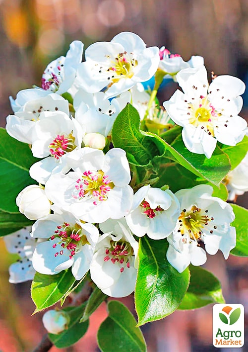 Груша "Катюша" (зимний сорт, поздний срок созревания) - фото 6