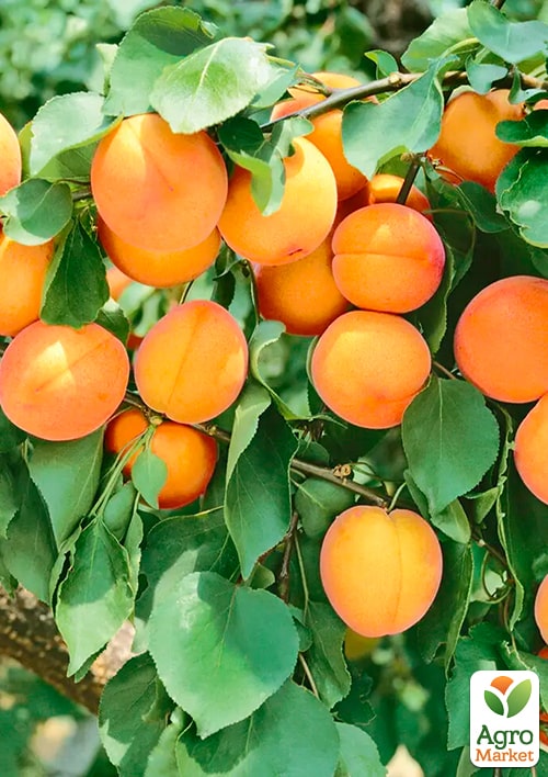 Абрикос "Ледана" (ранне-средний срок созревания)