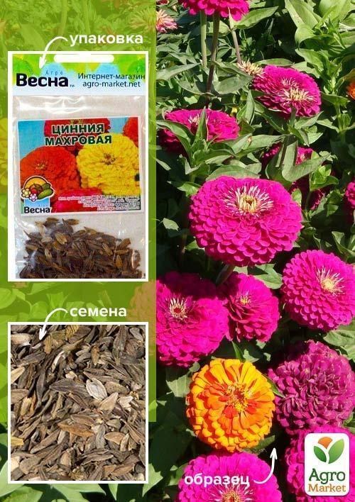 Цинія "Махрова" (Зипер) ТМ "Весна" 2г