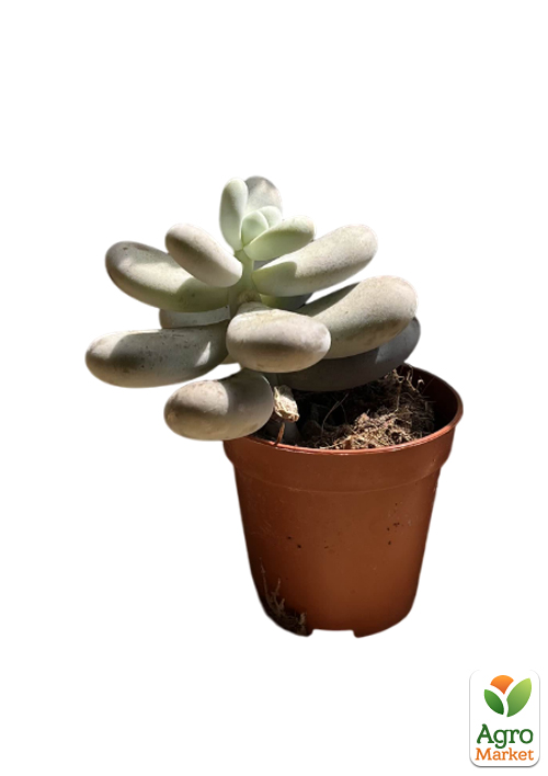 Суккулент Пахифитум "Pachyphytum Oviferum" - фото 5