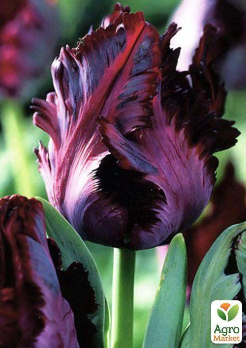 Тюльпан "Black Parrot" (розмір 10/11, великий) 3шт в упаковці