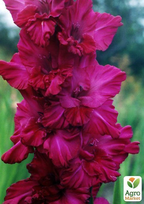 Гладиолус "Малиновый перезвон"