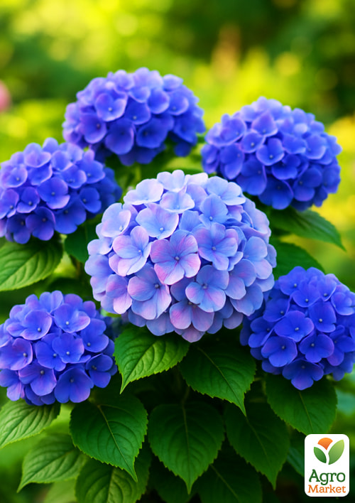 Гортензия крупнолистная "Blauer Zwerg" вазон Р9 - фото 5