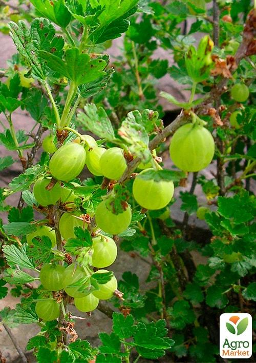 Агрус на штамбі "Інвікта" (Invicta) (середнього терміну дозрівання, великоплідний сорт) - фото 7