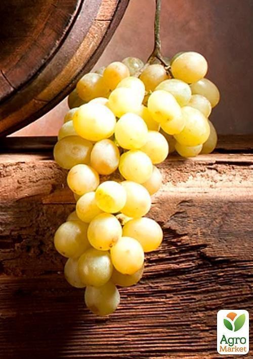 Виноград "Жостен" - фото 4