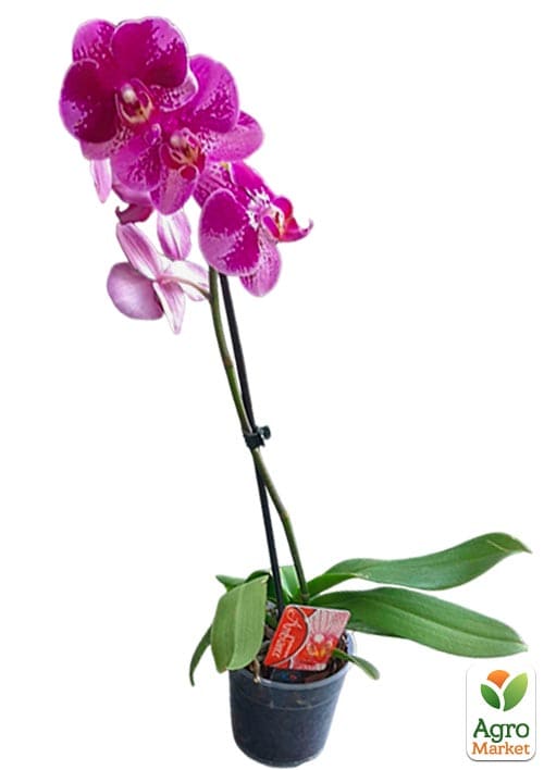 Орхідея (Phalaenopsis) "Singolo Victorio" - фото 7