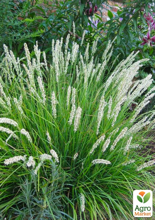 Сеслерия осенняя 2х летняя "Sesleria autumnalis" (высота саженца 20-40см)