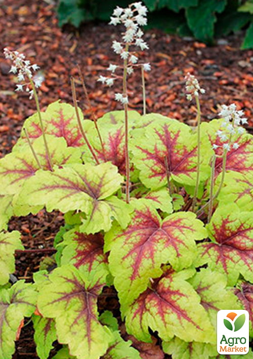Гейхера (Heuchera) "Stoplight" С1 высота 15-30см) - фото 3