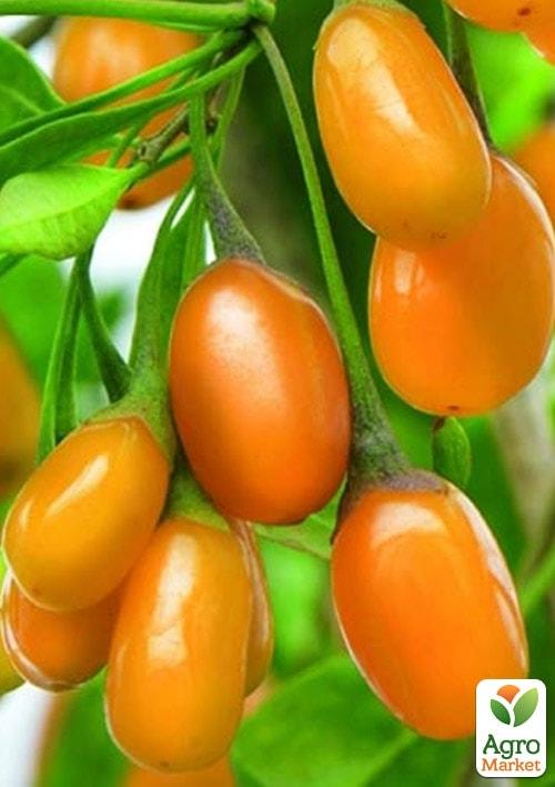 Годжі жовтий AMBER SWEET GOJI