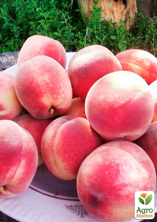 Персик "Эрли ред" (летний сорт, ранний срок созревания) - фото 4