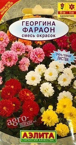 Георгина "Фараон" смесь окрасок ТМ "АЭЛИТА" 0.3г