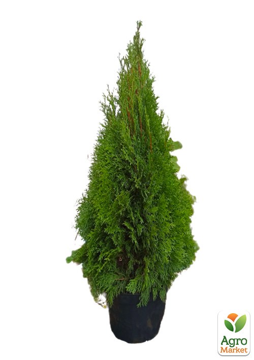 Туя західна "Smaragd" (ком/сітка) висота 120-150 см - фото 3