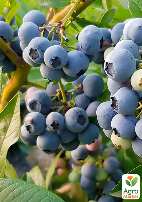 Лохина (чорниця садова) "Денис Блю" (Denis Blue) (середній термін дозрівання, ягода довго зберігається) - фото 6