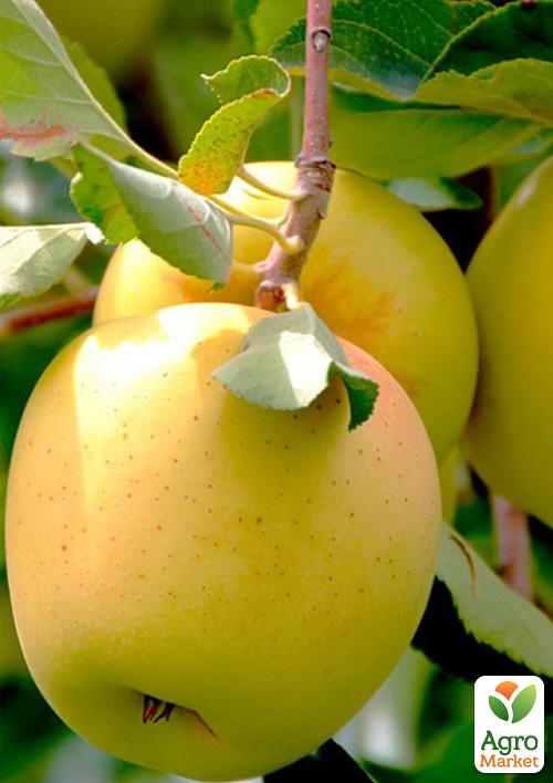 Яблоня "Голдстар" (зимний сорт, поздний срок созревания) - фото 4