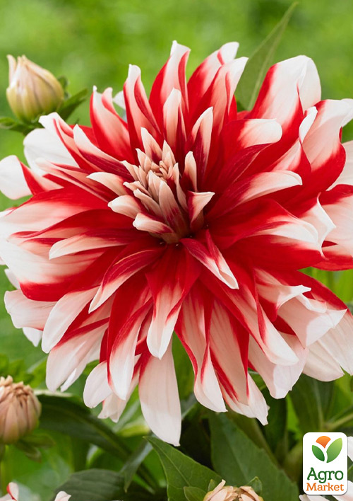 Жоржина "Dynamite" (гігантська квітка)