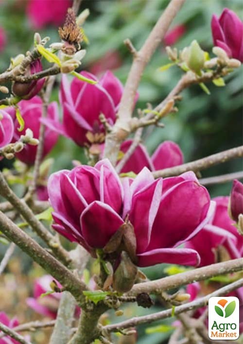 Магнолія 3-річна суланжа "Genie" (висота 30-40см) - фото 2