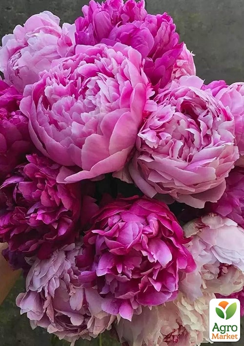 Пион травянистый "Alexander Fleming" NEW - фото 4