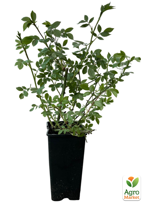 Роза почвопокровная "Скарлет" в контейнере, высший сорт - фото 2