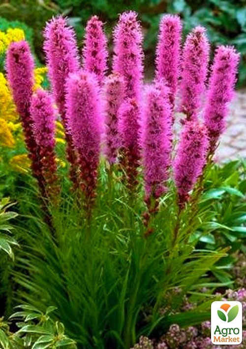 Лиатрис "Розовый" 5шт