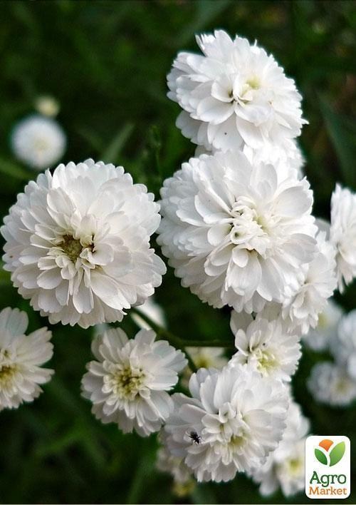 Гіпсофіла біла (Зипер) ТМ "Весна" 1г - фото 3