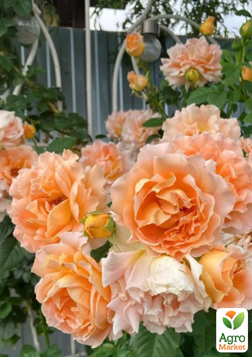 Роза плетистая "Полька" в контейнере, высший сорт - фото 6