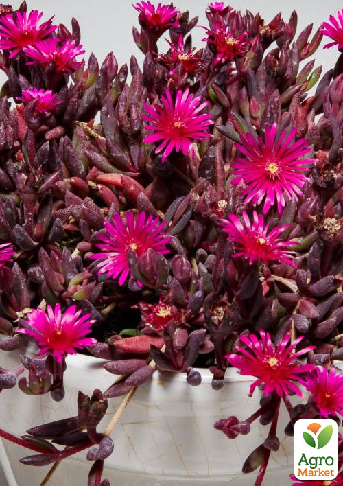 Делосперма темнолистная (цветущий суккулент)  Desert Dancers "Purple"