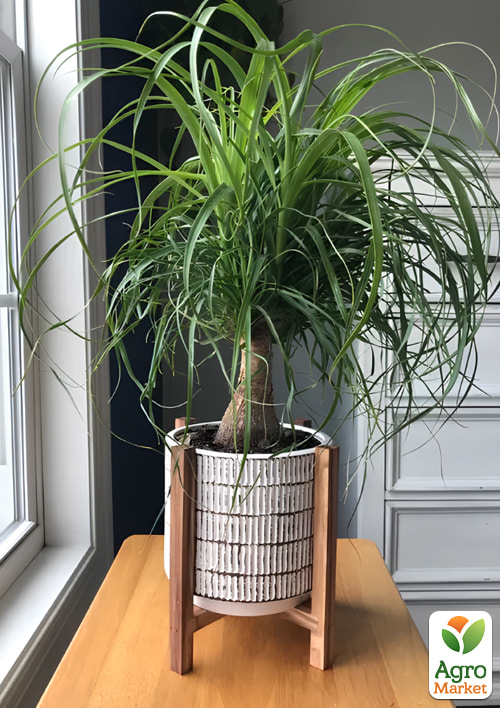 LMTD Бокарнея (Нолина) вазон С21, высота 50-90см