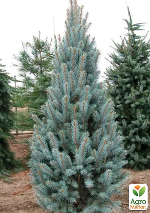 Ель колючая голубая колонновидная "Iseli Fastigiate" (ком/сетка) высота 150-160см