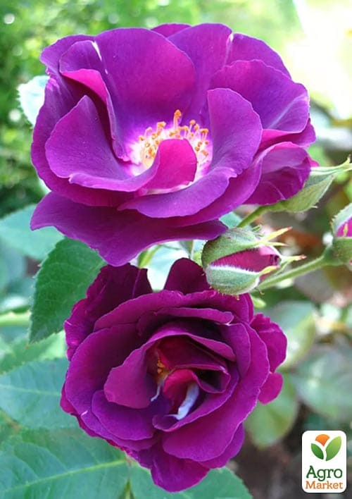 Роза парковая "Rhapsody in Blue" (саженец класса АА+) высший сорт
