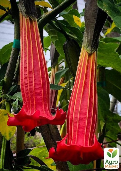 Бругмансия древовидная "Rood" - фото 2