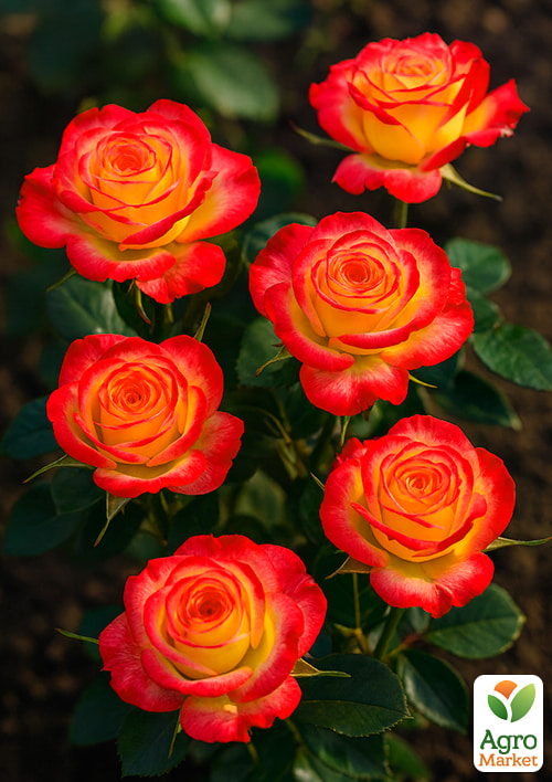 Роза чайно-гибридная "Высшее общество" (саженец класса АА+) высший сорт - фото 4