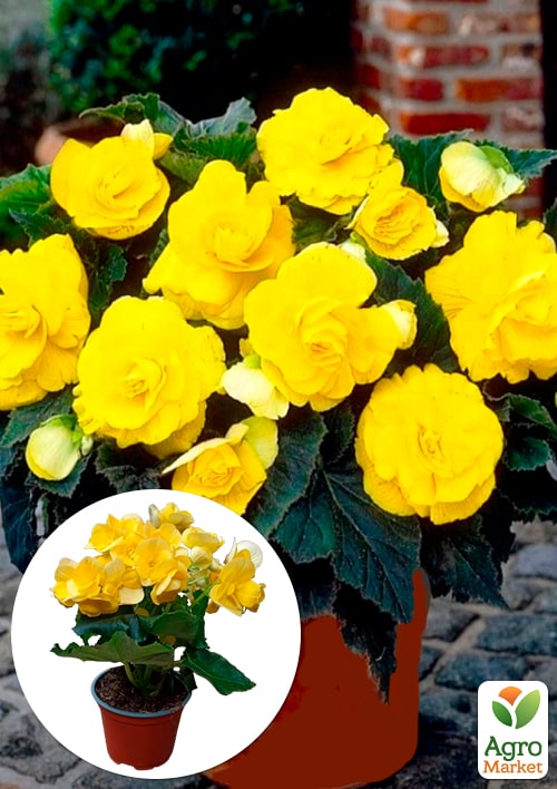 Бегонія квітуча "Yellow"